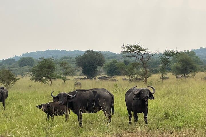 5-Day Rwanda Safari: Akagera Big Five & Nyungwe Chimpanzee Trekking photo 4