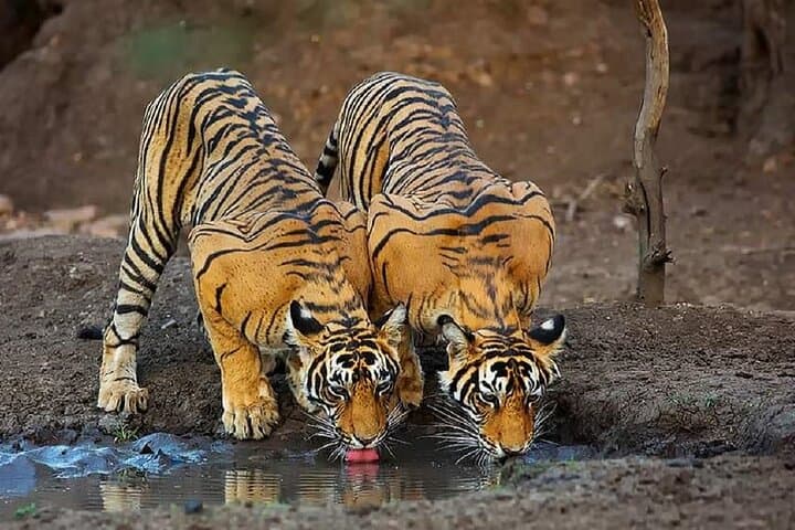 5-Day Private Tour: Tigers, Taj Mahal & Palaces from Cochin photo 2