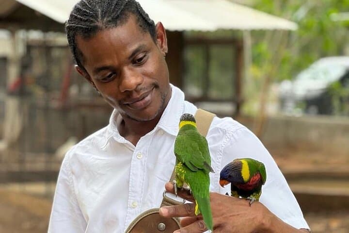 Montego Bay City & DBoss Bird Sanctuary Tour — Markets, Monuments & Parrots