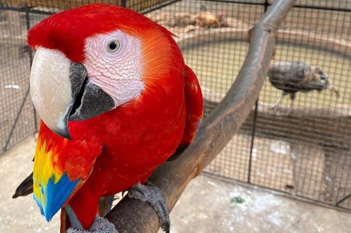 Montego Bay City & DBoss Bird Sanctuary Tour — Markets, Monuments & Parrots photo 2