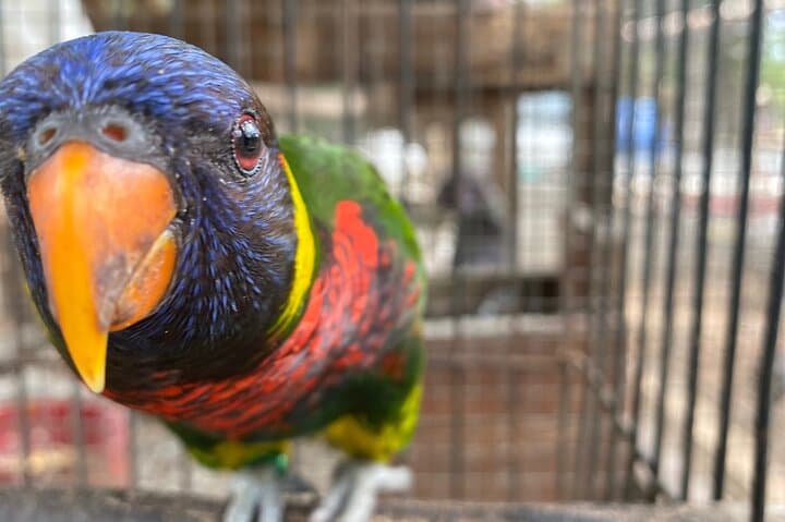 Montego Bay City & DBoss Bird Sanctuary Tour — Markets, Monuments & Parrots photo 3