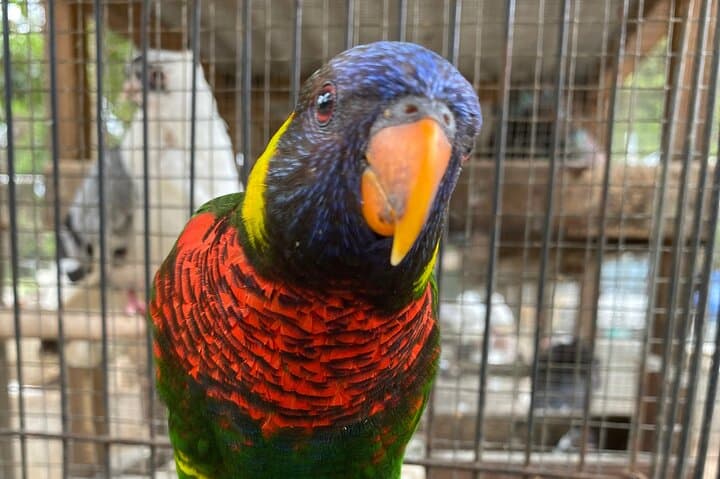 Montego Bay City & DBoss Bird Sanctuary Tour — Markets, Monuments & Parrots photo 4