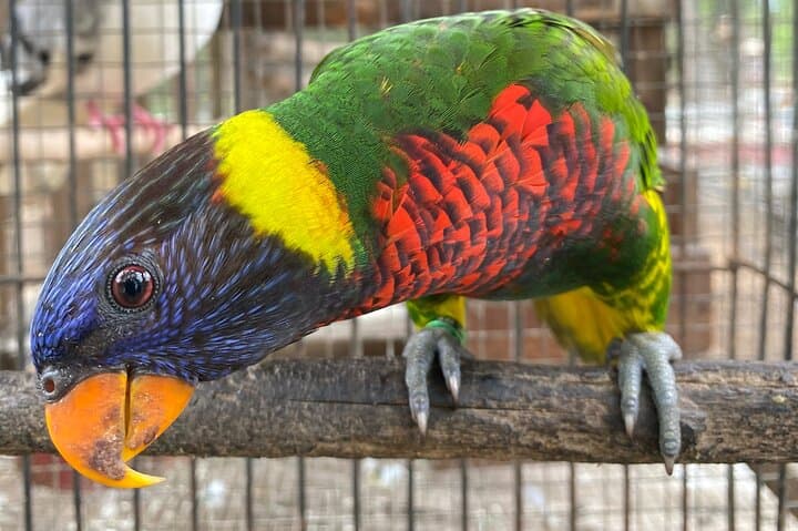 Montego Bay City & DBoss Bird Sanctuary Tour — Markets, Monuments & Parrots photo 5