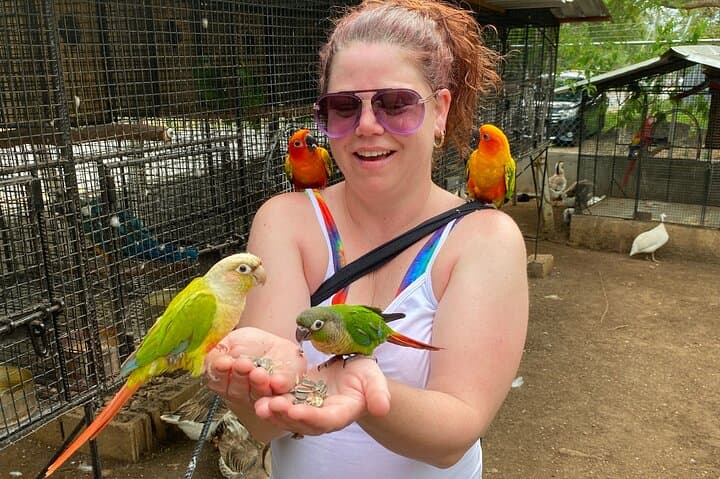 Montego Bay City & DBoss Bird Sanctuary Tour — Markets, Monuments & Parrots photo 6