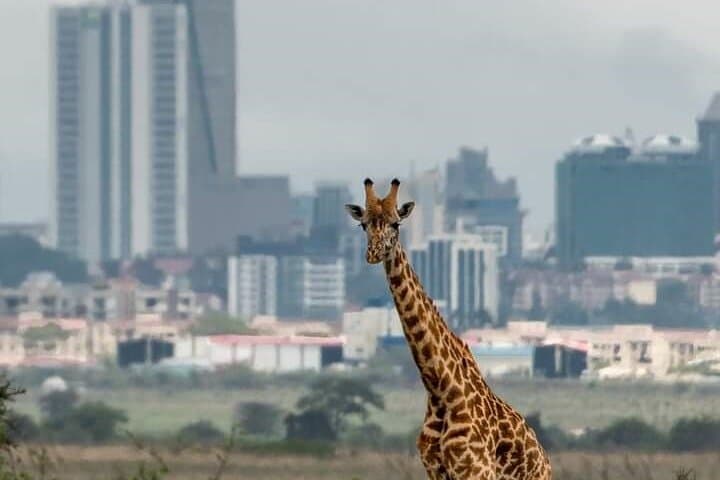 Nairobi Park Wildlife Safari: Urban Wilderness Encounter on Kenya’s Edge photo 2
