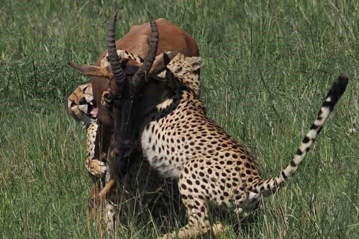 Nairobi Park Wildlife Safari: Urban Wilderness Encounter on Kenya’s Edge photo 4