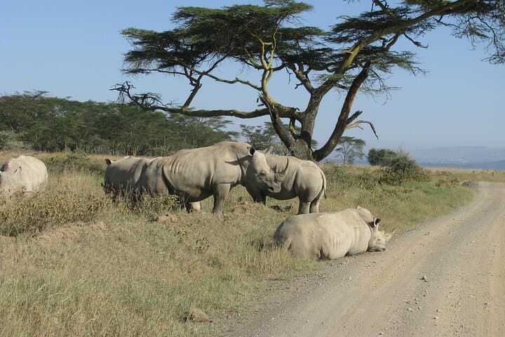Nairobi Park Wildlife Safari: Urban Wilderness Encounter on Kenya’s Edge photo 6