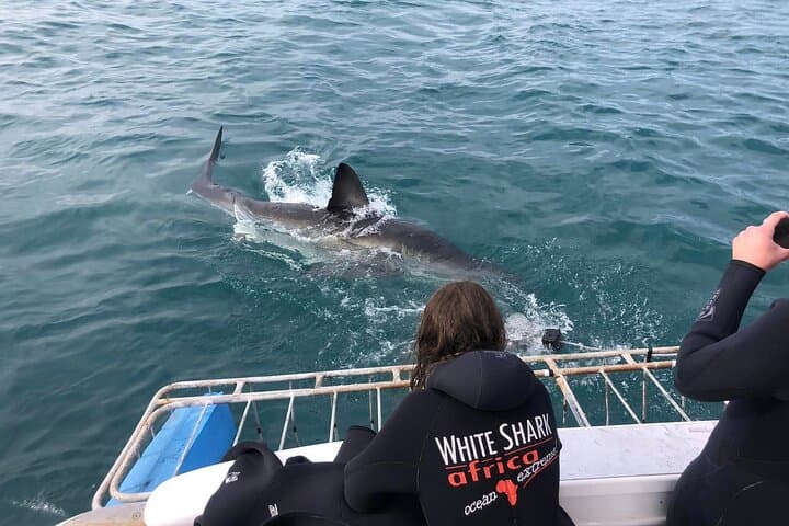 2-Day Garden Route: Bloukrans Bungee, Knysna & Mossel Bay Shark Cage Diving photo 4
