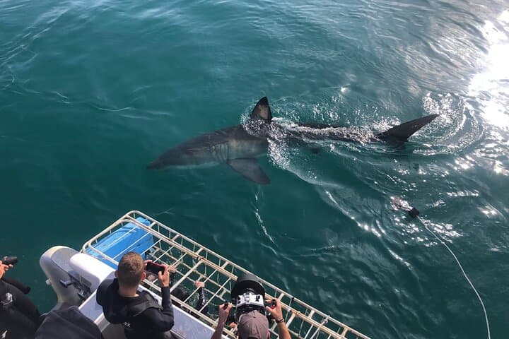 2-Day Garden Route: Bloukrans Bungee, Knysna & Mossel Bay Shark Cage Diving photo 2