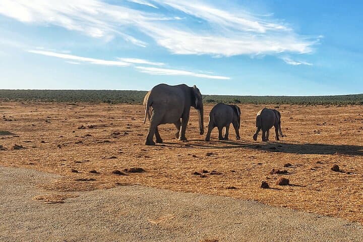 Addo to Karoo: 4-Day Safari from Gqeberha through Addo, Mountain Zebra & Camdeboo photo 2