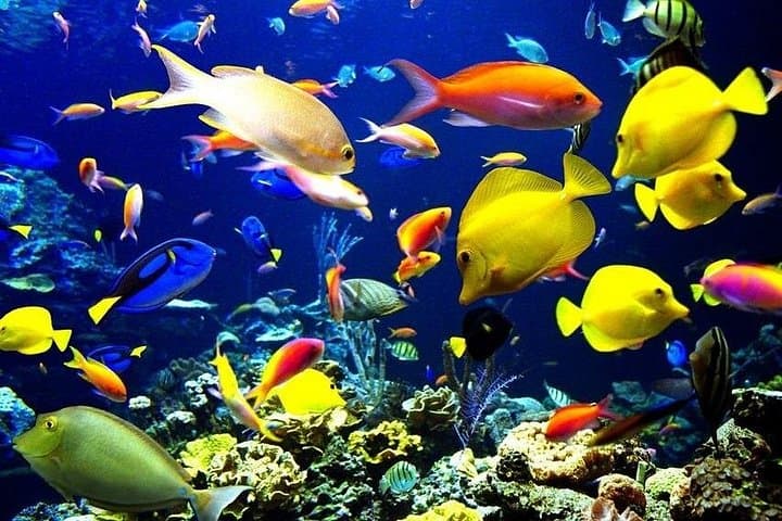 Paradise Island Snorkel Trip from Hurghada: Boat Tour, Lunch & Coral Reefs photo 2