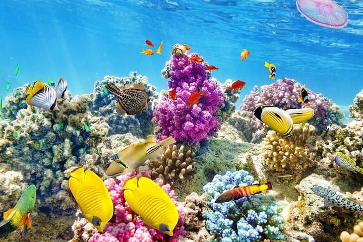 Paradise Island Snorkel Trip from Hurghada: Boat Tour, Lunch & Coral Reefs photo 3