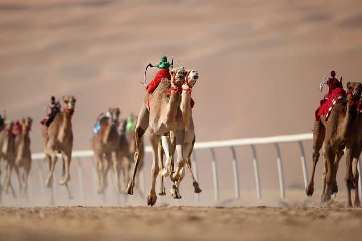 Dubai Royal Camel Race — VIP Seats, Feeding & Short Camel Ride photo 3