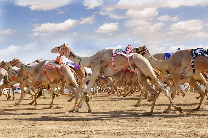 Dubai Royal Camel Race — VIP Seats, Feeding & Short Camel Ride
