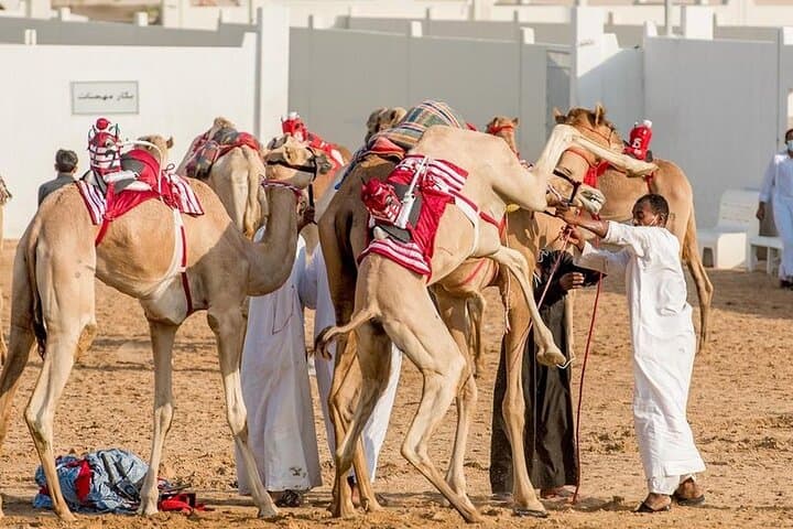 Dubai Royal Camel Race — VIP Seats, Feeding & Short Camel Ride photo 2