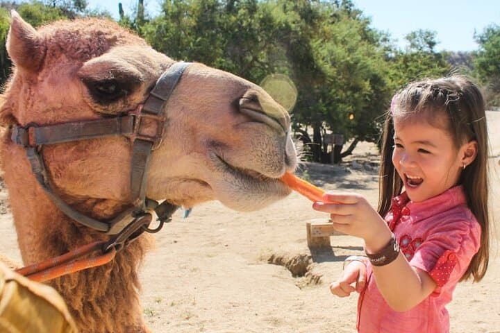 Dubai Royal Camel Race — VIP Seats, Feeding & Short Camel Ride photo 5