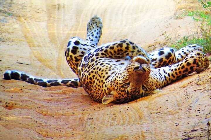 Wilpattu Half-Day Safari: Leopards, Sloth Bears & Birding in Sri Lanka photo 2