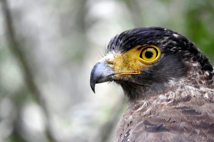 Wilpattu Half-Day Safari: Leopards, Sloth Bears & Birding in Sri Lanka photo 4