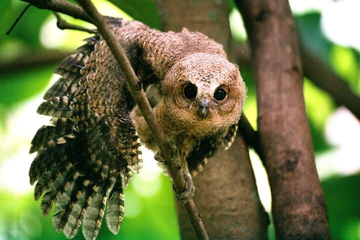 Wilpattu Half-Day Safari: Leopards, Sloth Bears & Birding in Sri Lanka photo 6