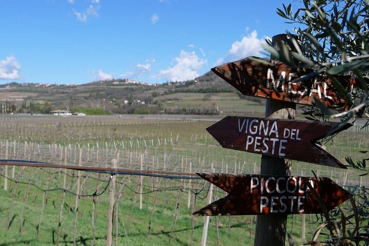 Verona Natural Wine Cellar Tour & Tasting in San Martino Buon Albergo photo 2