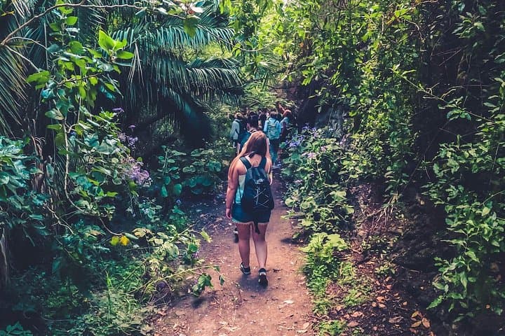 Gran Canaria Rainforest Day Tour: Azuaje Ravine Hike, Eco-Farm Tasting & El Puertillo Pools photo 1