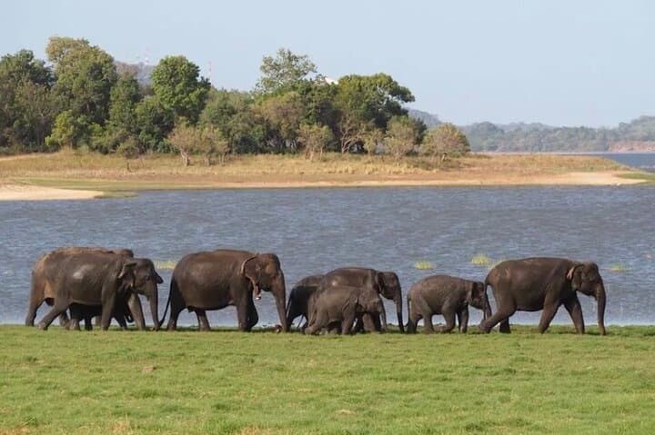 Sigiriya and Kaudulla Safari: Private Day Tour from Trincomalee photo 2