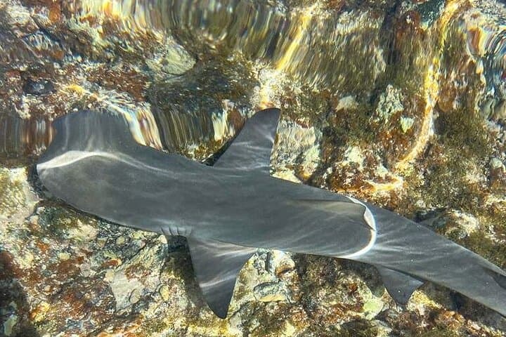 Shark Bay & Pedra de Lume Salt Crater — 3-Hour Shark Encounter and Float in Sal, Cape Verde photo 1