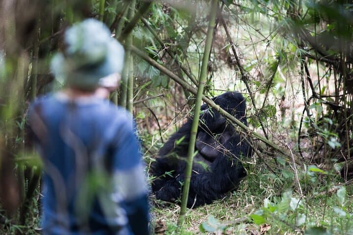8-Day Uganda Gorilla & Primate Safari — Bwindi Gorillas, Kibale Chimps & Queen Elizabeth photo 2