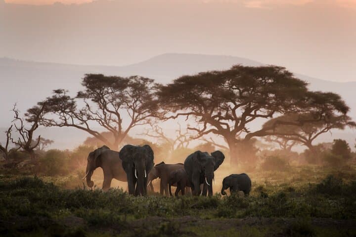 8-Day Uganda Gorilla & Primate Safari — Bwindi Gorillas, Kibale Chimps & Queen Elizabeth photo 3