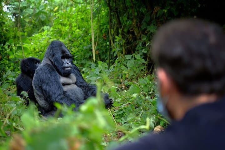8-Day Uganda Gorilla & Primate Safari — Bwindi Gorillas, Kibale Chimps & Queen Elizabeth photo 5