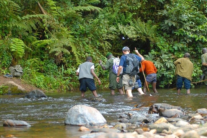 8-Day Uganda Gorilla & Primate Safari — Bwindi Gorillas, Kibale Chimps & Queen Elizabeth photo 6