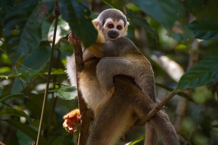 4-Day Cuyabeno Amazon Experience at Waita Lodge — Canoes, Wildlife & Community-Based Ecotourism photo 3