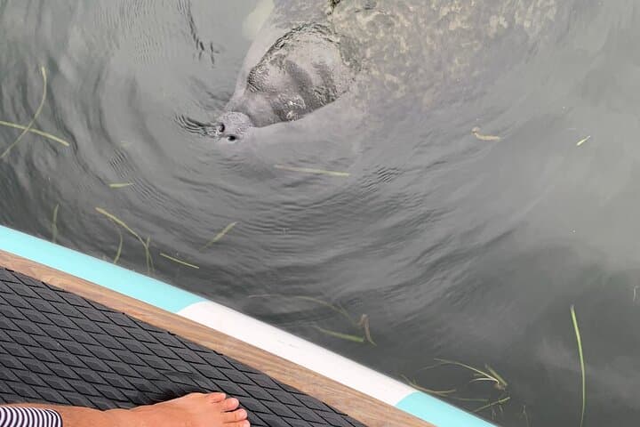 Dolphin & Manatee Kayak Tour in Osprey — Little Sarasota Bay Wildlife Paddle photo 5
