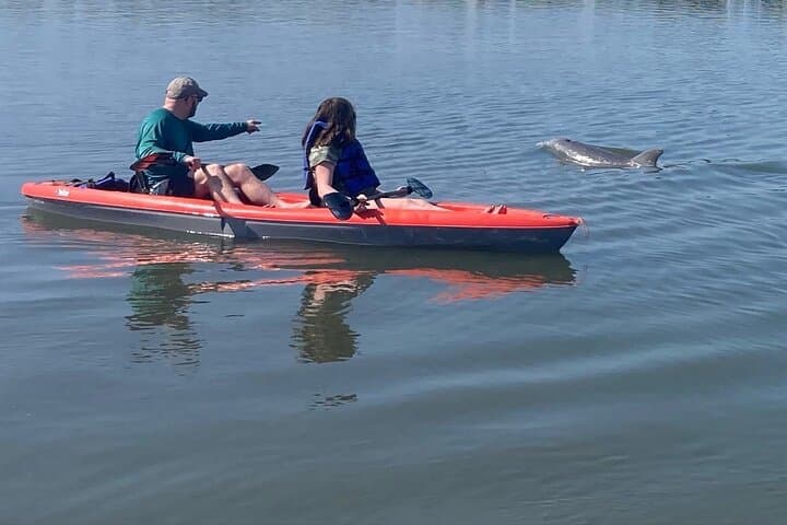 Dolphin & Manatee Kayak Tour in Osprey — Little Sarasota Bay Wildlife Paddle photo 2
