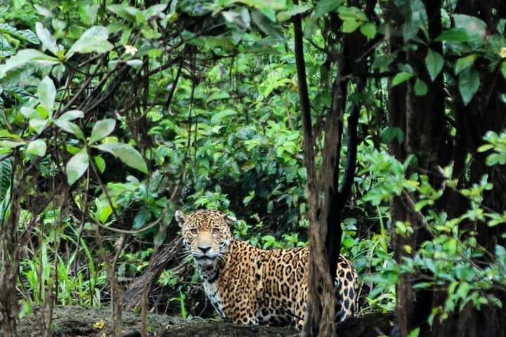 4-Day Paddle Boarding Adventure in Cuyabeno Reserve, Ecuador photo 6