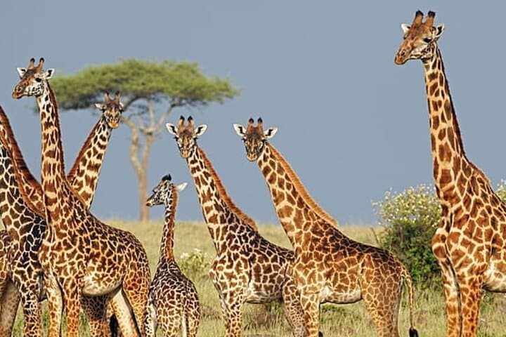 2-Day Tala Game Reserve and Sani Pass Private Tour from Durban photo 4
