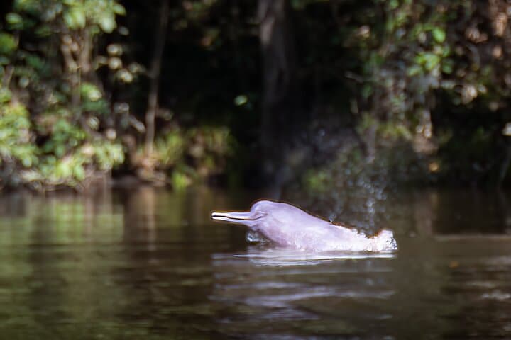 4-Day Paddle Boarding Adventure in Cuyabeno Reserve, Ecuador photo 3