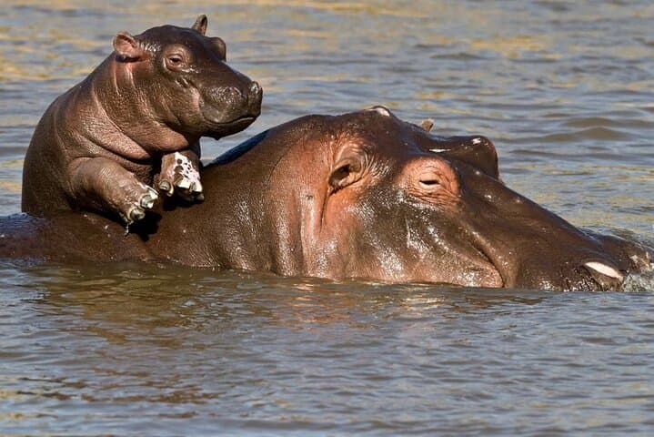 2-Day Hluhluwe‑Imfolozi & iSimangaliso Wetlands Tour from Durban — Big 5 Game Drives and Hippo Cruise photo 3