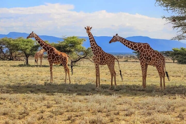 2-Day Hluhluwe‑Imfolozi & iSimangaliso Wetlands Tour from Durban — Big 5 Game Drives and Hippo Cruise photo 5