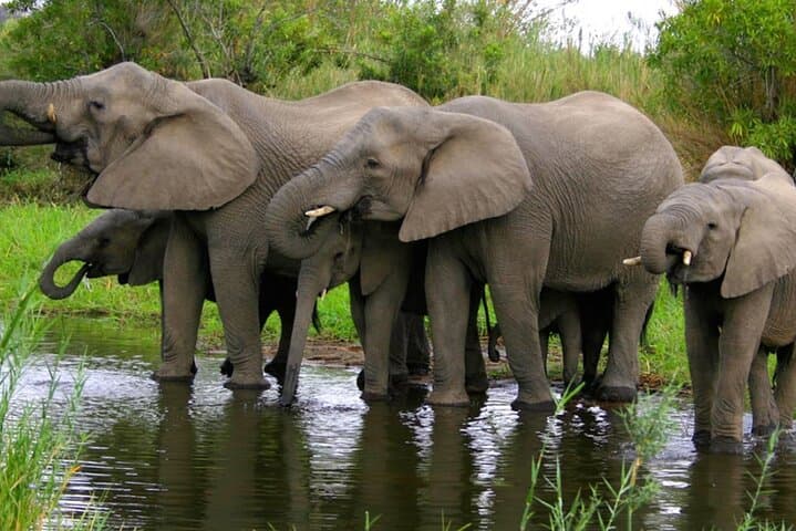 2-Day Hluhluwe‑Imfolozi & iSimangaliso Wetlands Tour from Durban — Big 5 Game Drives and Hippo Cruise photo 2