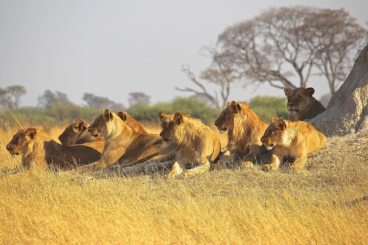 2-Day Hluhluwe‑Imfolozi & iSimangaliso Wetlands Tour from Durban — Big 5 Game Drives and Hippo Cruise photo 4