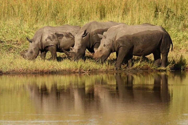 2-Day Hluhluwe‑Imfolozi & iSimangaliso Wetlands Tour from Durban — Big 5 Game Drives and Hippo Cruise photo 6