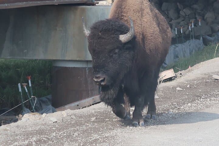 Yellowstone Lower Loop Hot Spots Tour: Old Faithful, Grand Prismatic & Yellowstone Falls photo 5