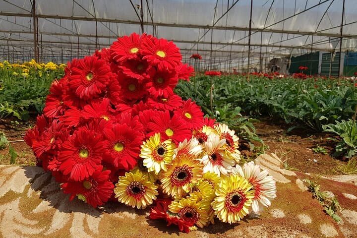 Full-Day Silk Village & Elephant Waterfall Tour — Da Lat Cultural Day Trip photo 4