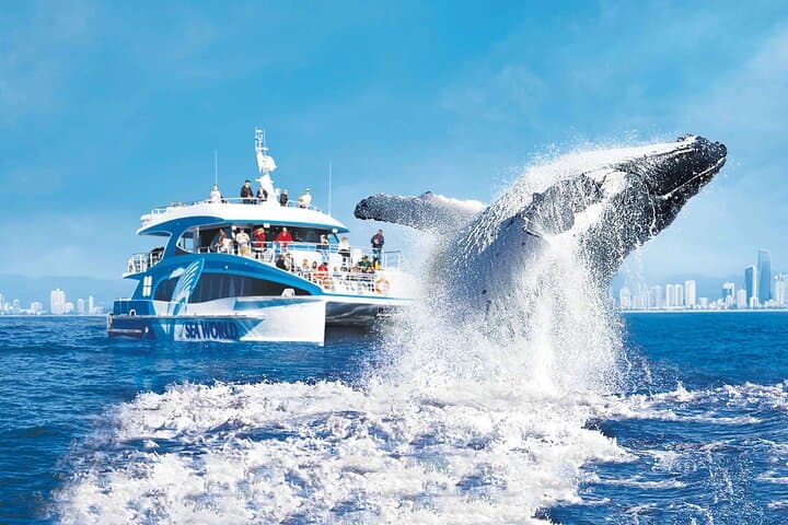 Gold Coast Whale Watching Cruise from Sea World — Humpback Safari photo 1