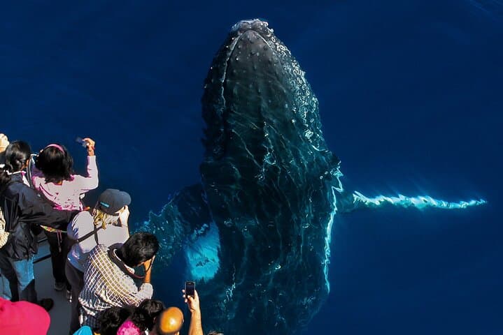Gold Coast Whale Watching Cruise from Sea World — Humpback Safari photo 2