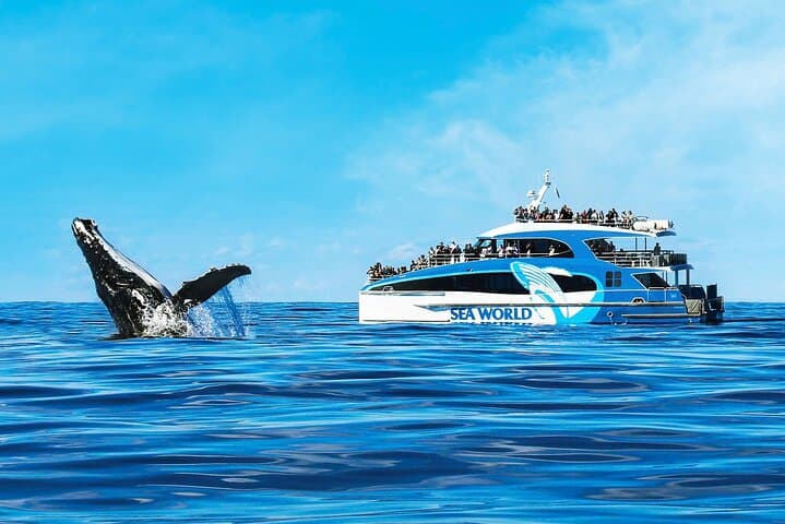 Gold Coast Whale Watching Cruise from Sea World — Humpback Safari photo 4