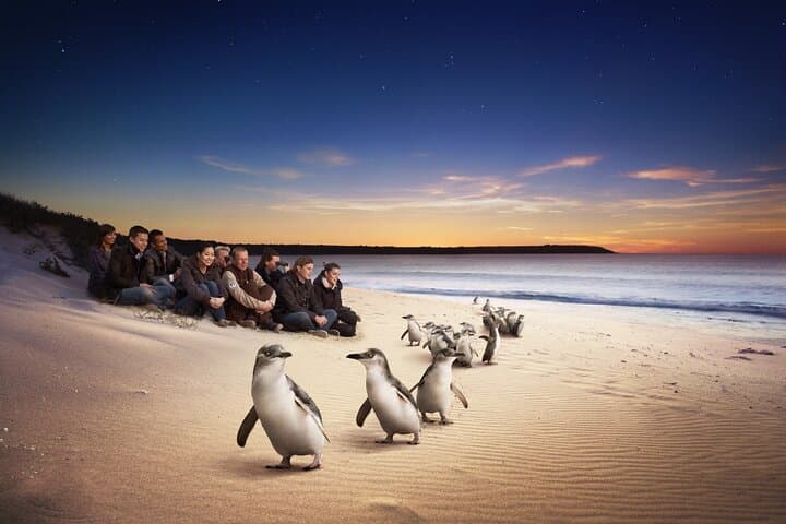 Full-Day Private Phillip Island Wildlife Tour — Little Penguins, Koalas & Nobbies photo 1