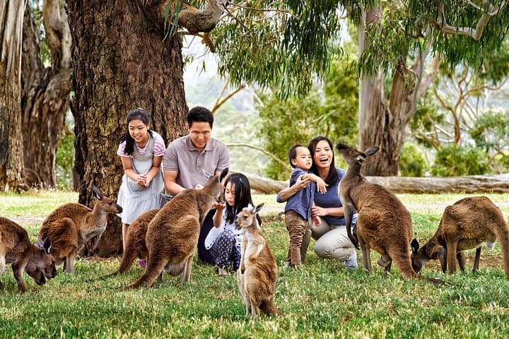 Full-Day Private Phillip Island Wildlife Tour — Little Penguins, Koalas & Nobbies photo 3