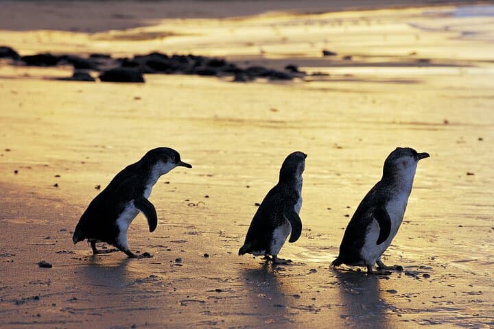 Full-Day Private Phillip Island Wildlife Tour — Little Penguins, Koalas & Nobbies photo 2